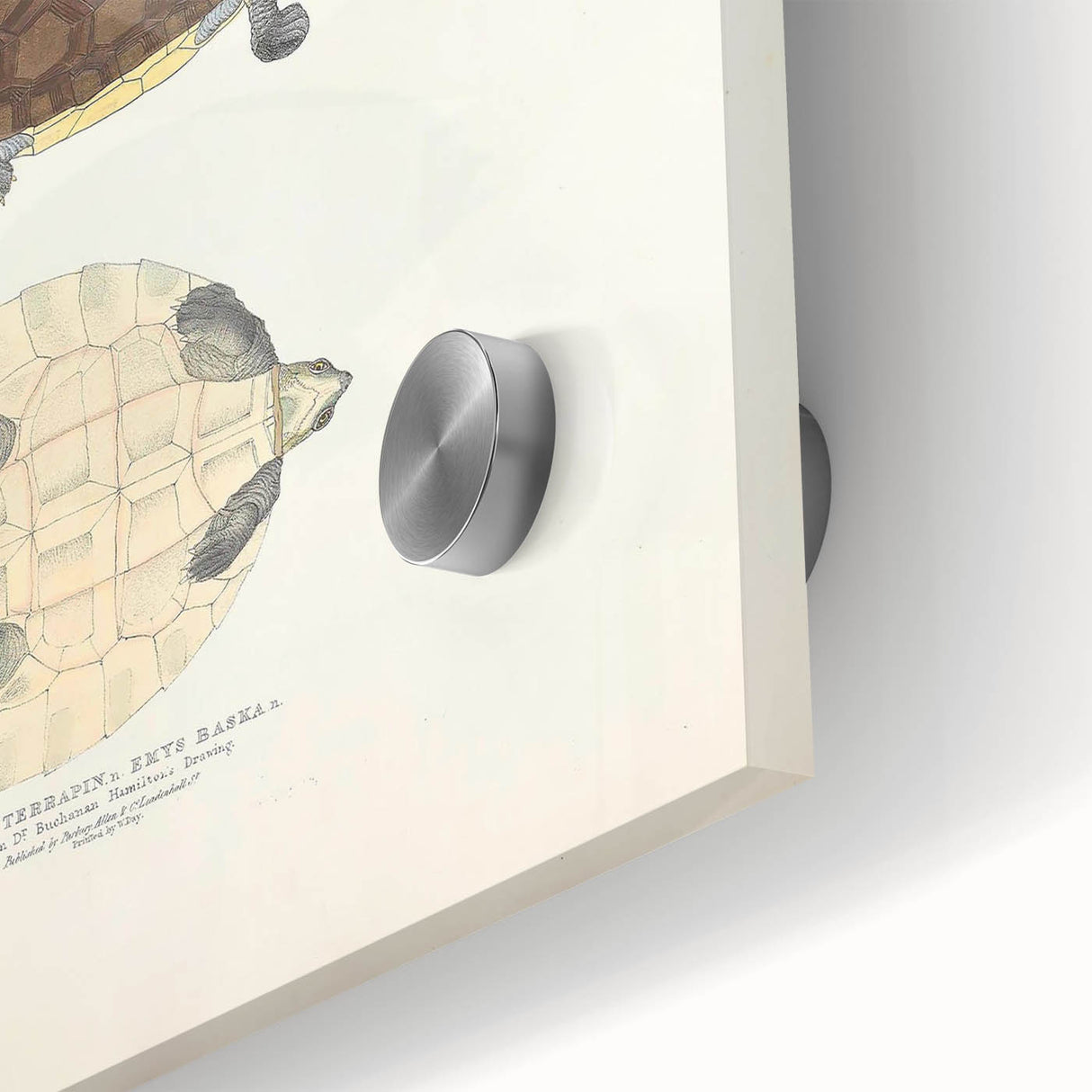 Vintage Animal Art – Baska Terrapin Turtle Illustration Print