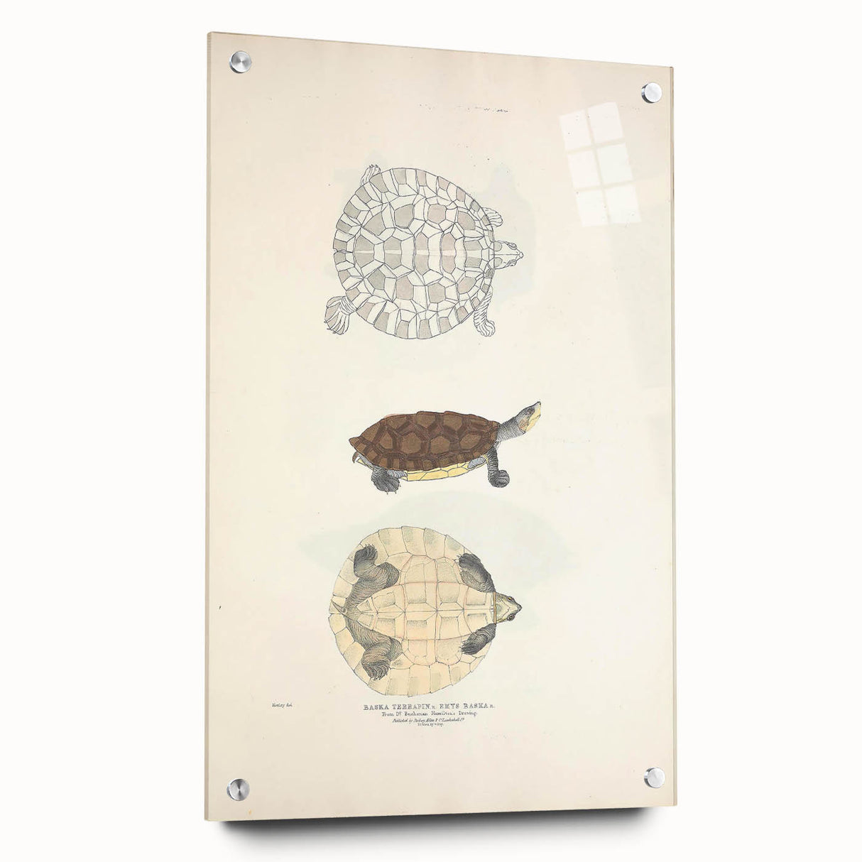 Vintage Animal Art – Baska Terrapin Turtle Illustration Print