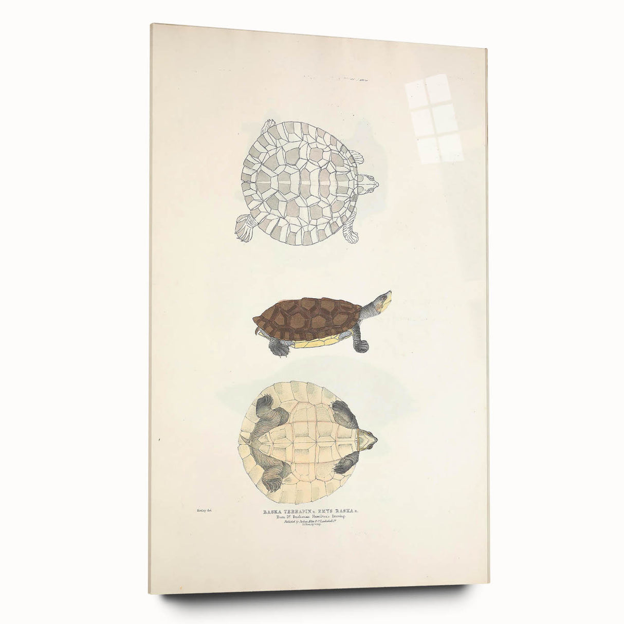 Vintage Animal Art – Baska Terrapin Turtle Illustration Print