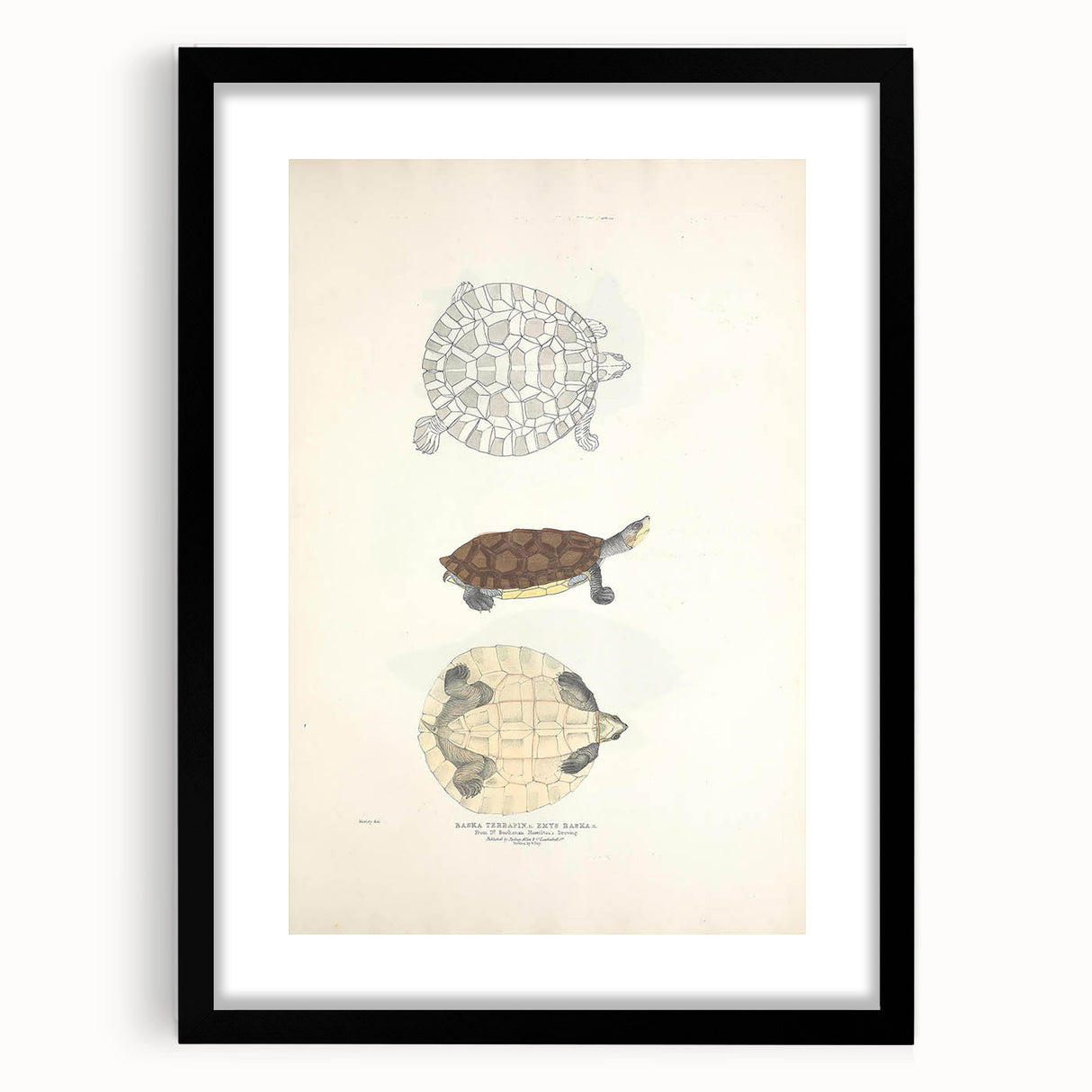 Vintage Animal Art – Baska Terrapin Turtle Illustration Print
