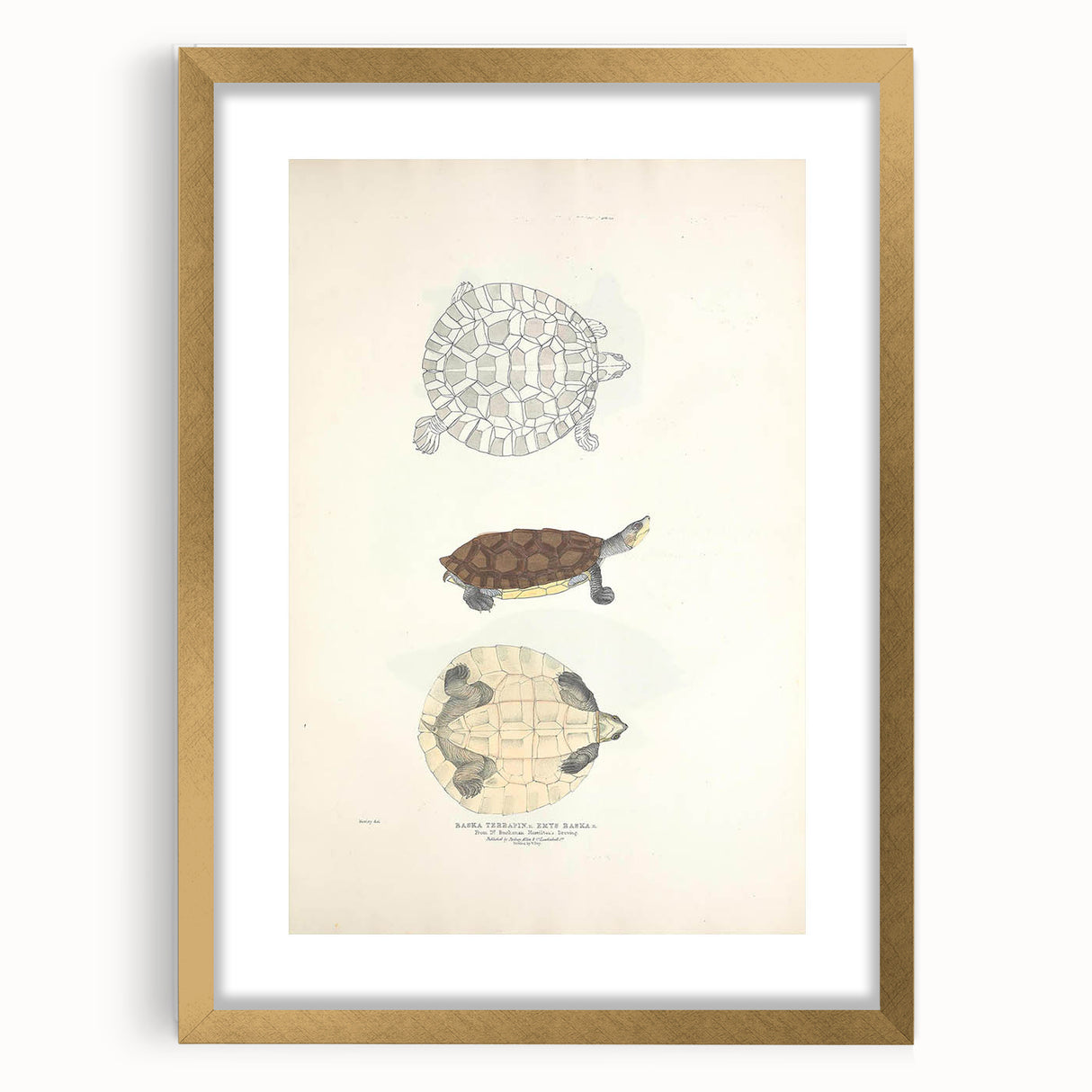 Vintage Animal Art – Baska Terrapin Turtle Illustration Print