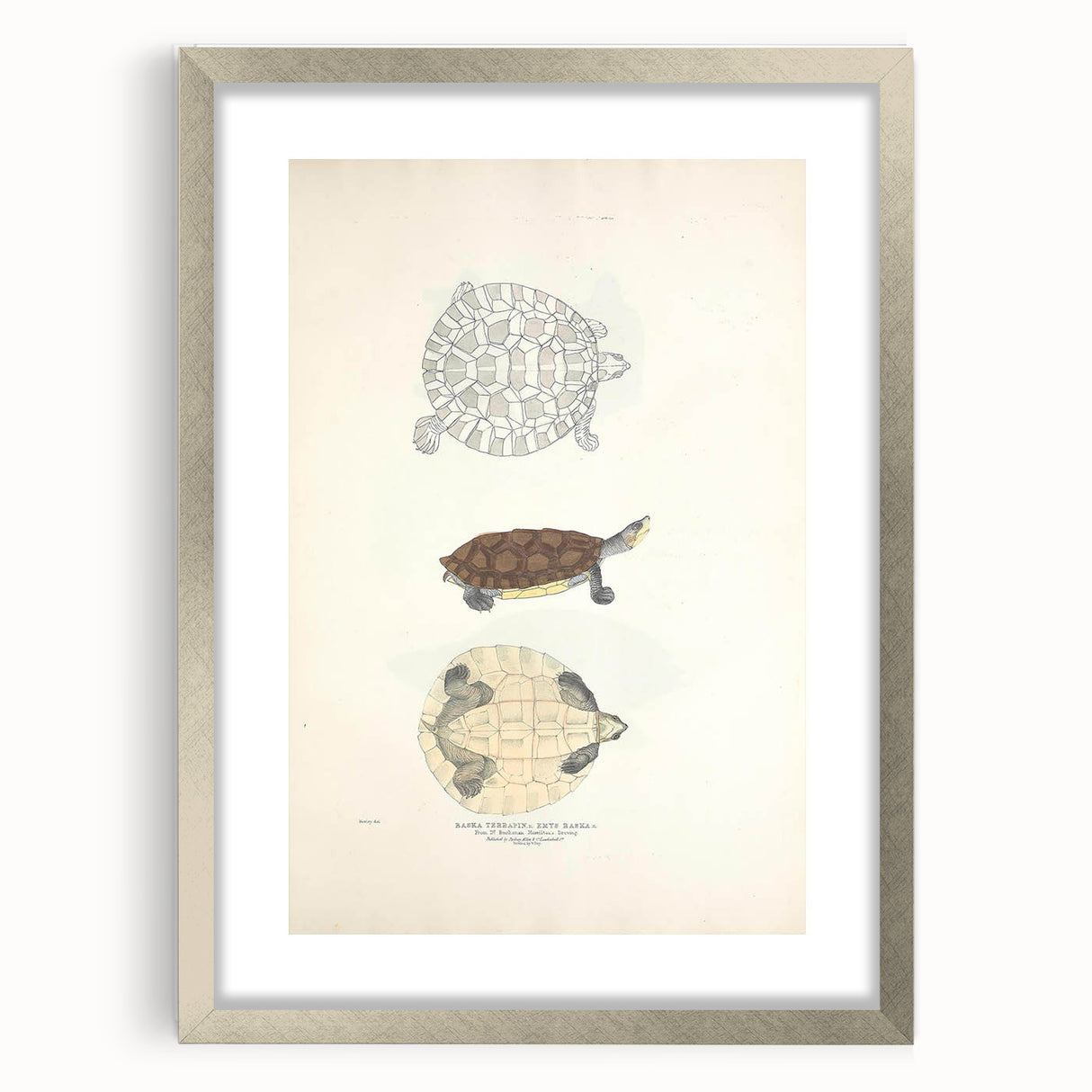 Vintage Animal Art – Baska Terrapin Turtle Illustration Print