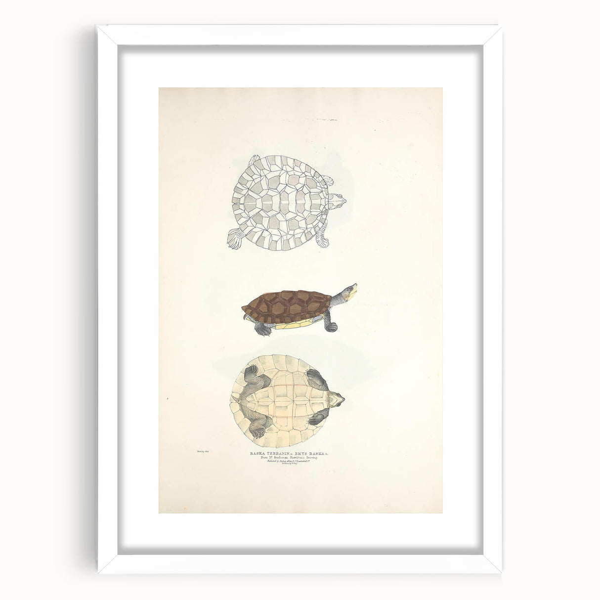 Vintage Animal Art – Baska Terrapin Turtle Illustration Print