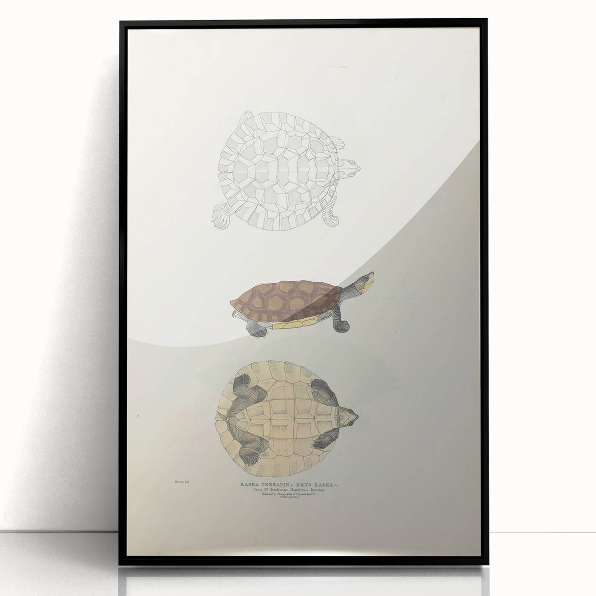Vintage Animal Art – Baska Terrapin Turtle Illustration Print
