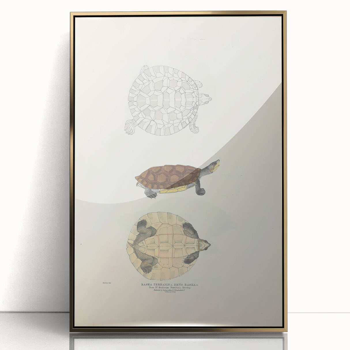 Vintage Animal Art – Baska Terrapin Turtle Illustration Print