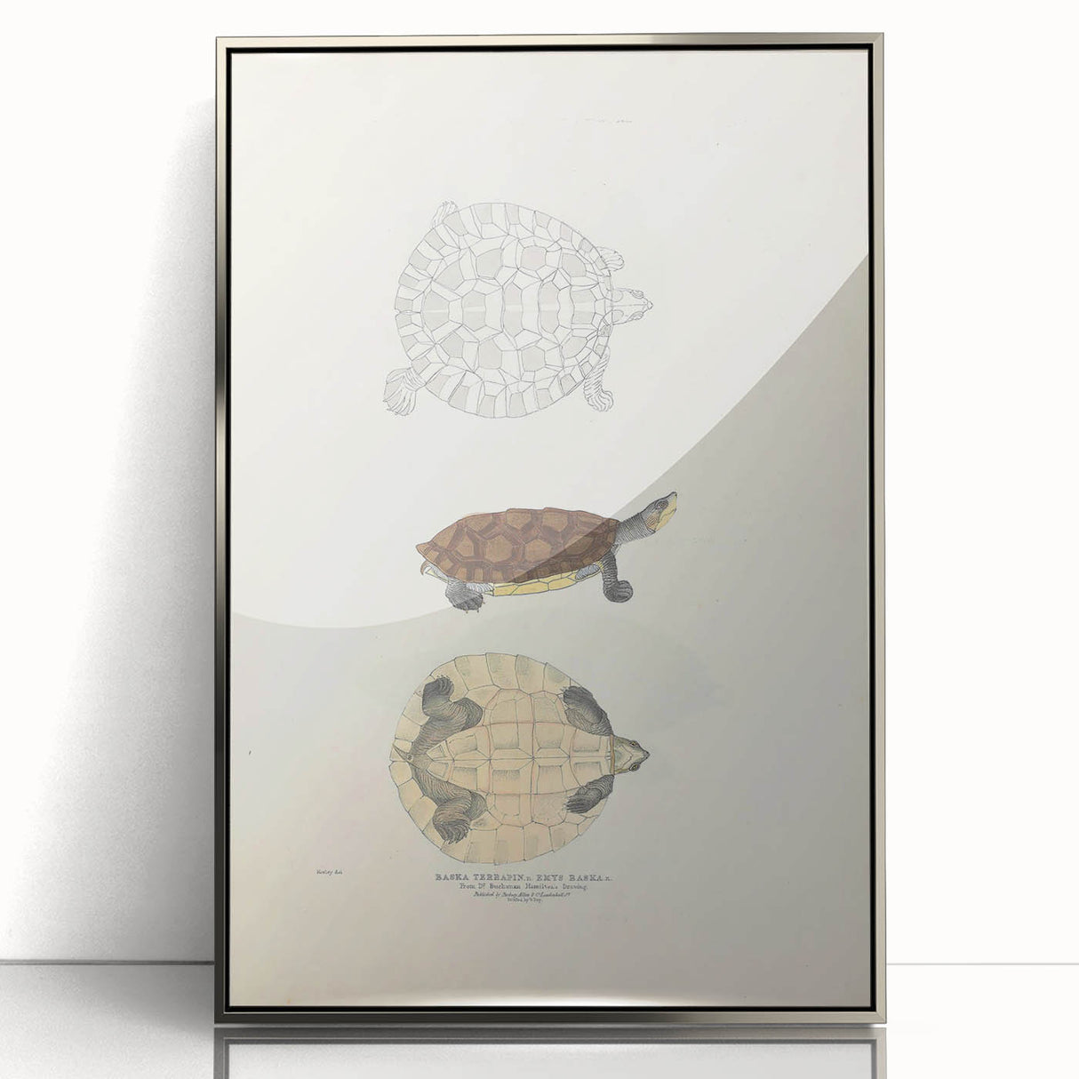 Vintage Animal Art – Baska Terrapin Turtle Illustration Print