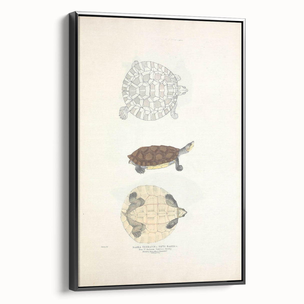 Vintage Animal Art – Baska Terrapin Turtle Illustration Print