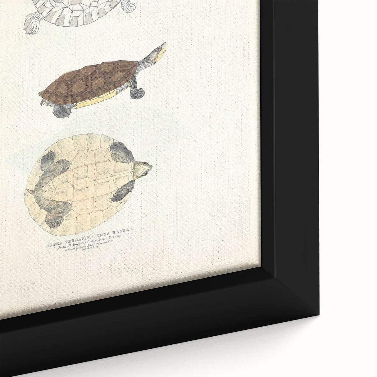 Vintage Animal Art – Baska Terrapin Turtle Illustration Print