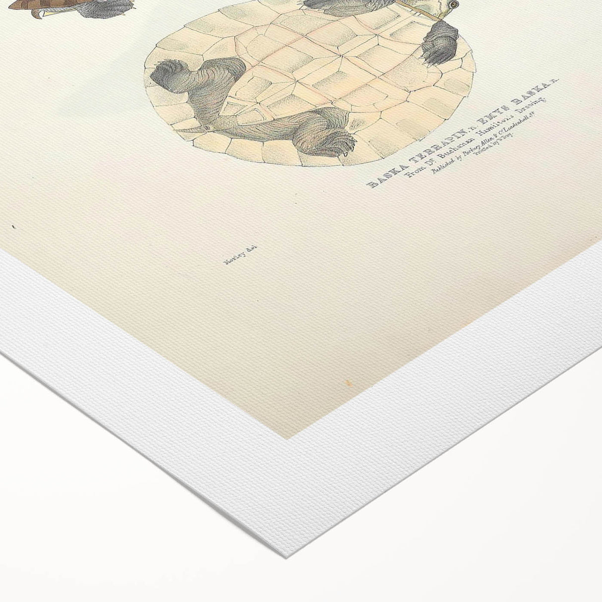 Vintage Animal Art – Baska Terrapin Turtle Illustration Print