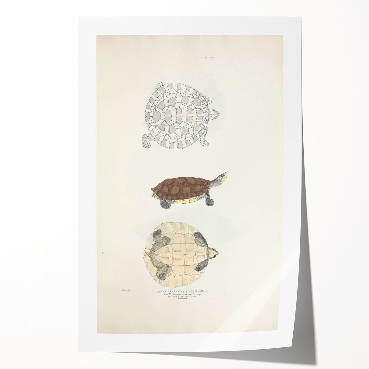 Vintage Animal Art – Baska Terrapin Turtle Illustration Print