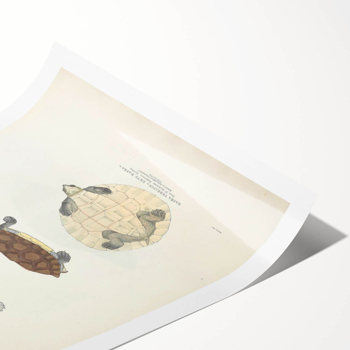 Vintage Animal Art – Baska Terrapin Turtle Illustration Print
