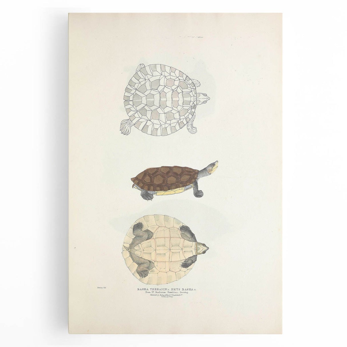 Vintage Animal Art – Baska Terrapin Turtle Illustration Print
