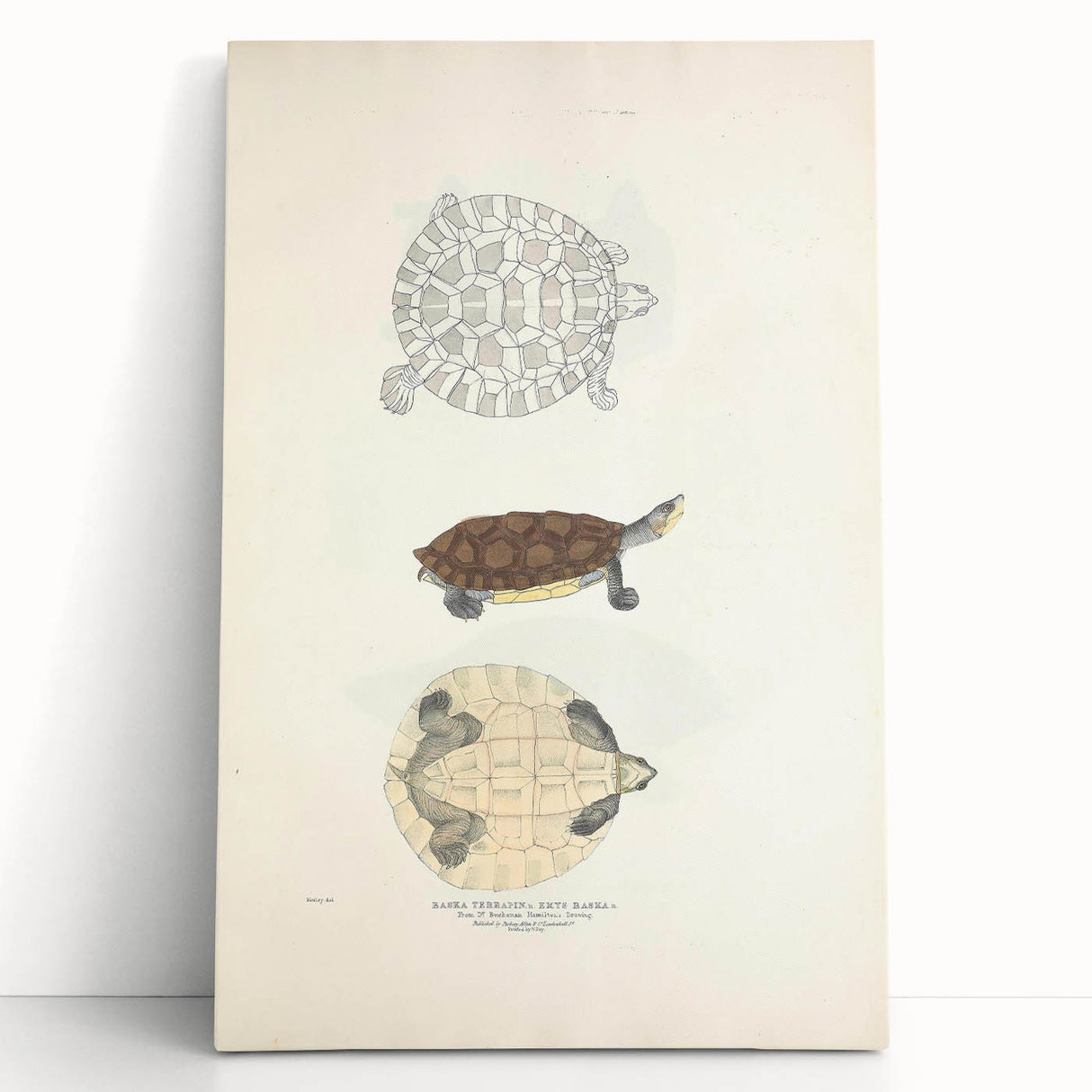 Vintage Animal Art – Baska Terrapin Turtle Illustration Print