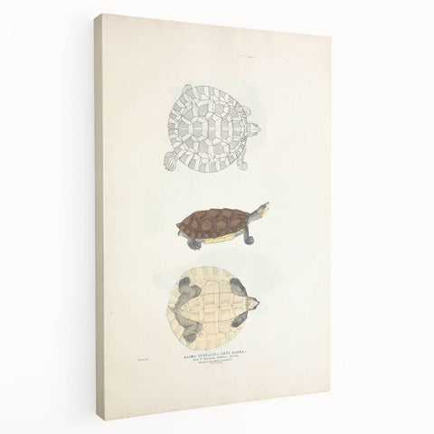 Vintage Animal Art – Baska Terrapin Turtle Illustration Print