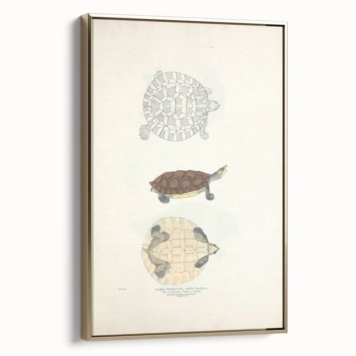 Vintage Animal Art – Baska Terrapin Turtle Illustration Print