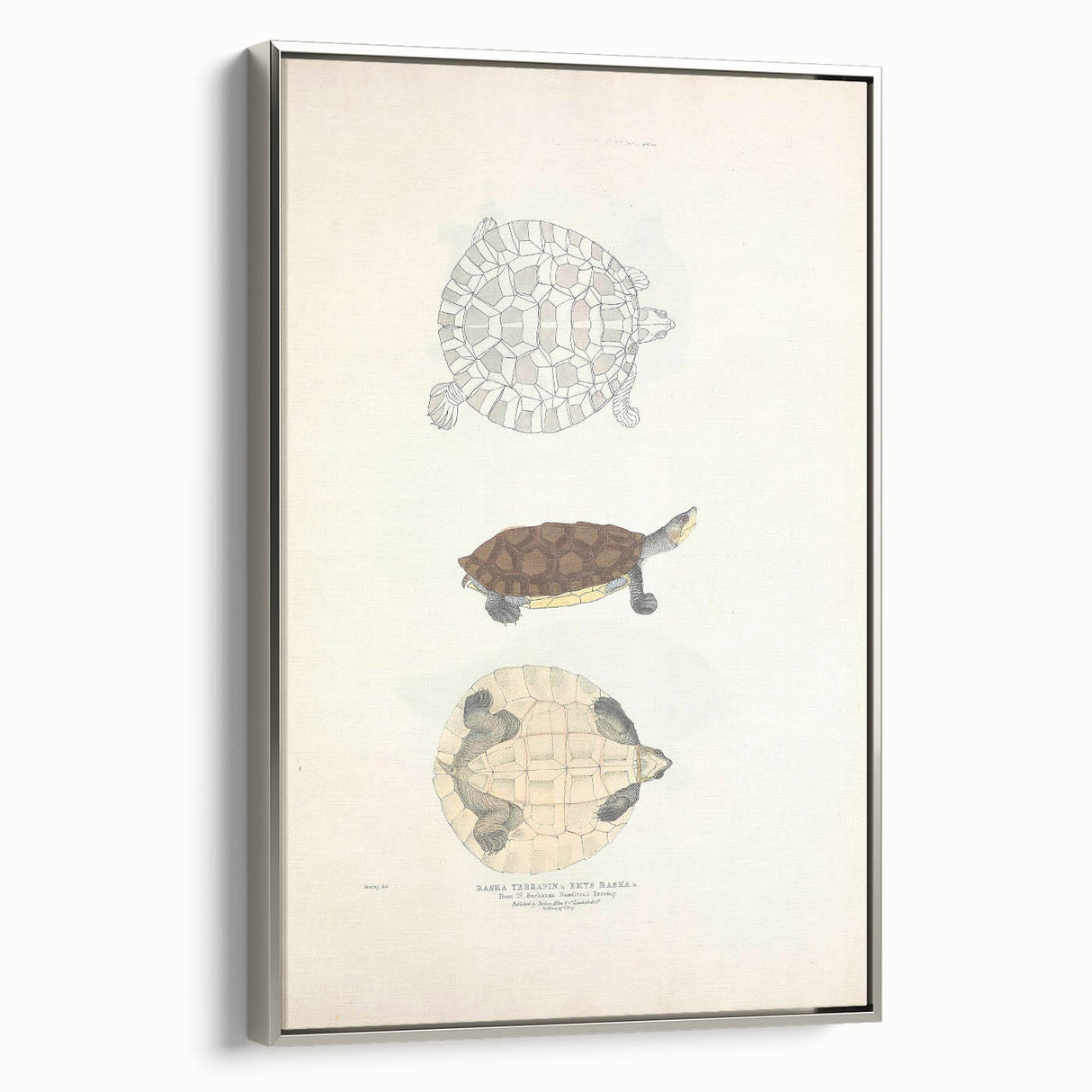 Vintage Animal Art – Baska Terrapin Turtle Illustration Print