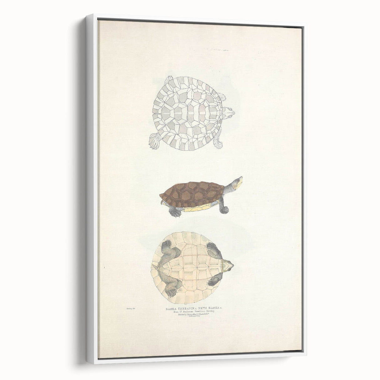 Vintage Animal Art – Baska Terrapin Turtle Illustration Print