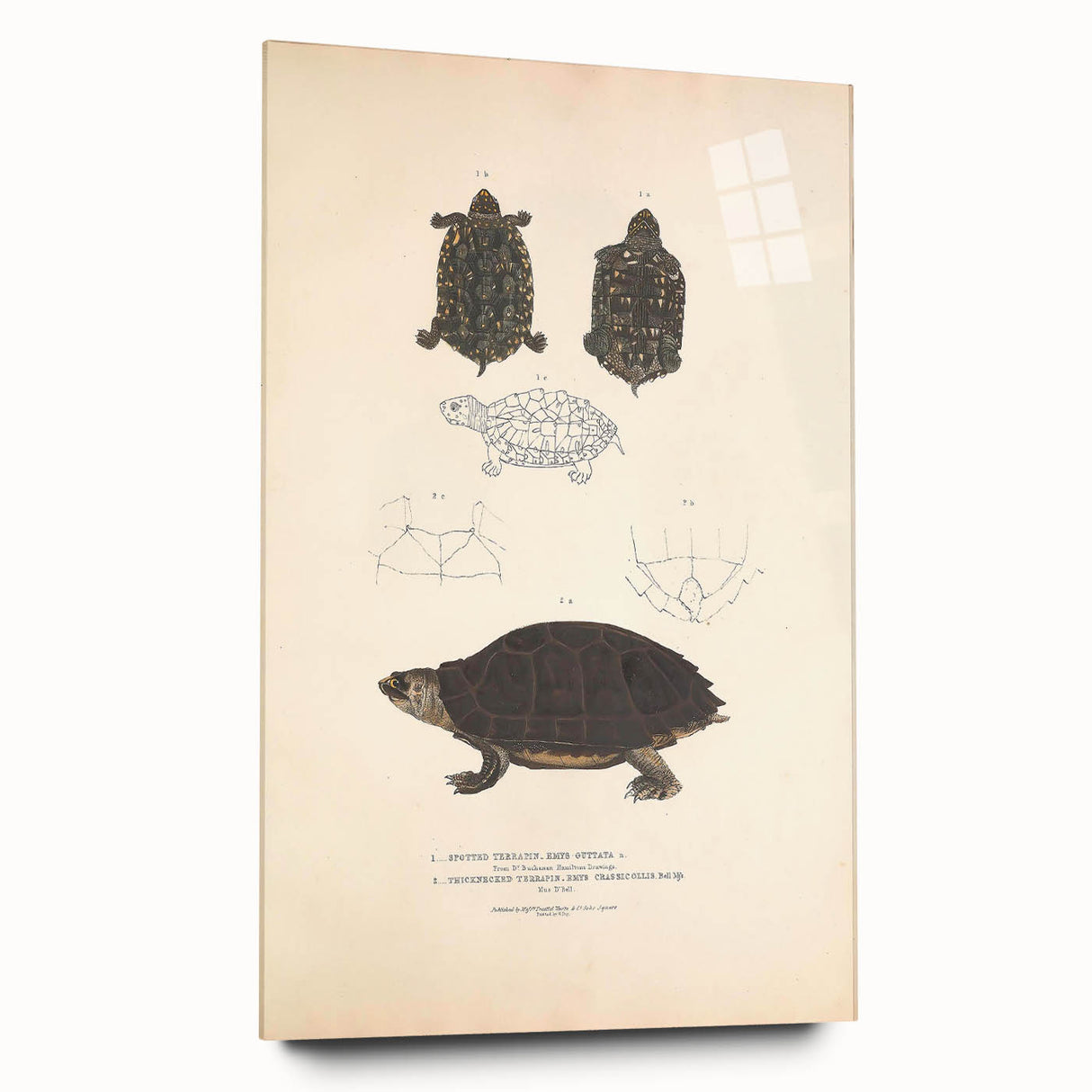 Vintage Animal Art – Spotted Terrapin Turtle Illustration Print