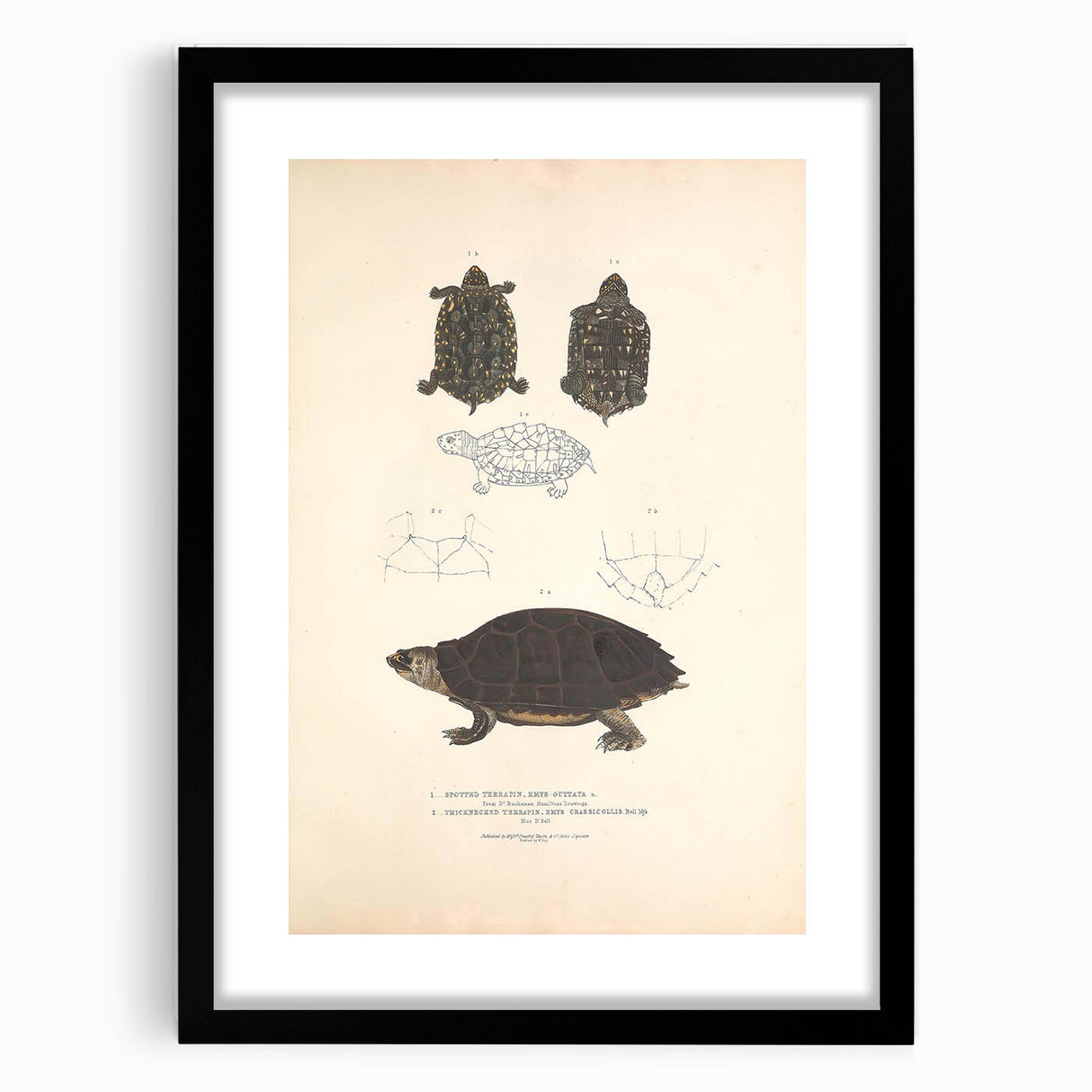 Vintage Animal Art – Spotted Terrapin Turtle Illustration Print