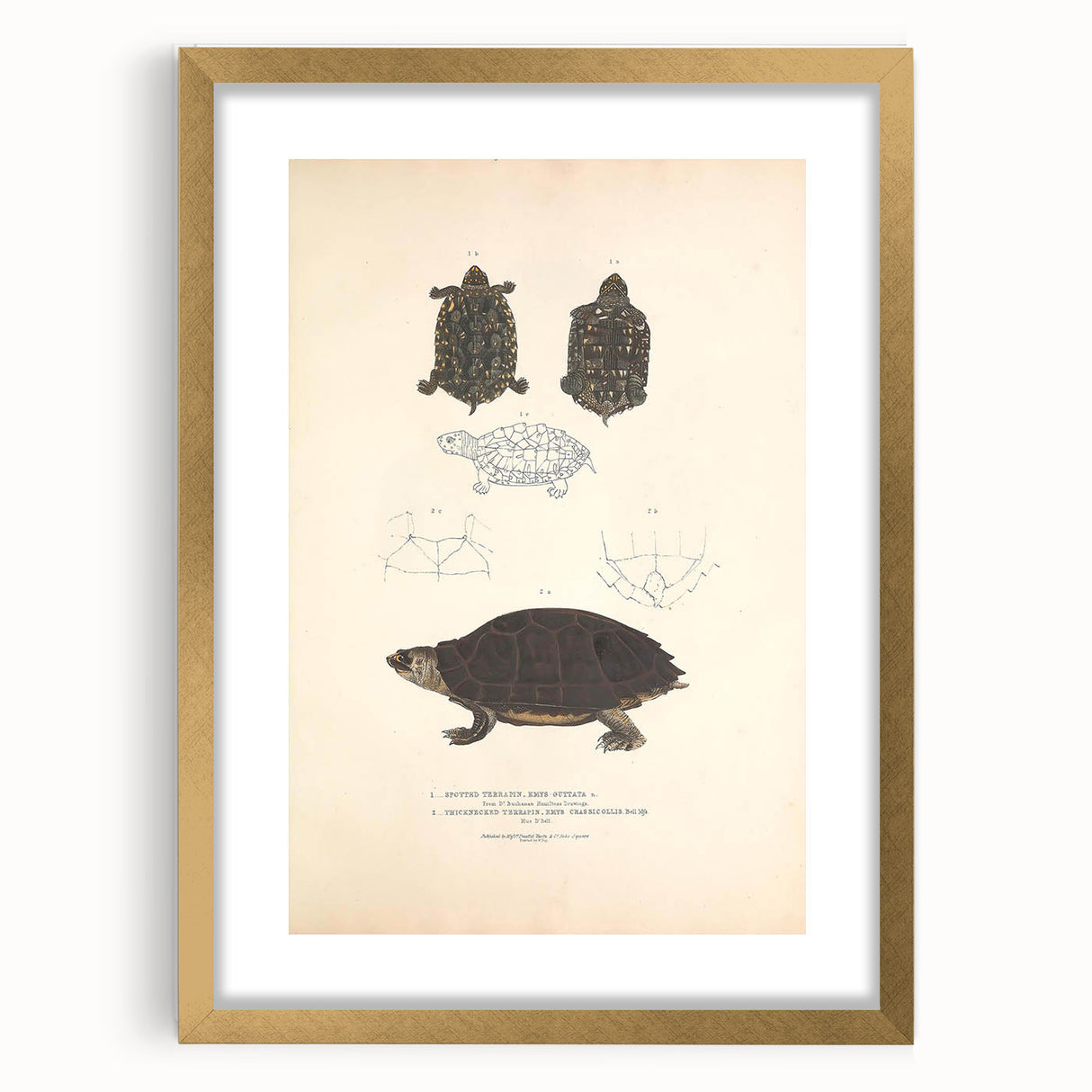 Vintage Animal Art – Spotted Terrapin Turtle Illustration Print