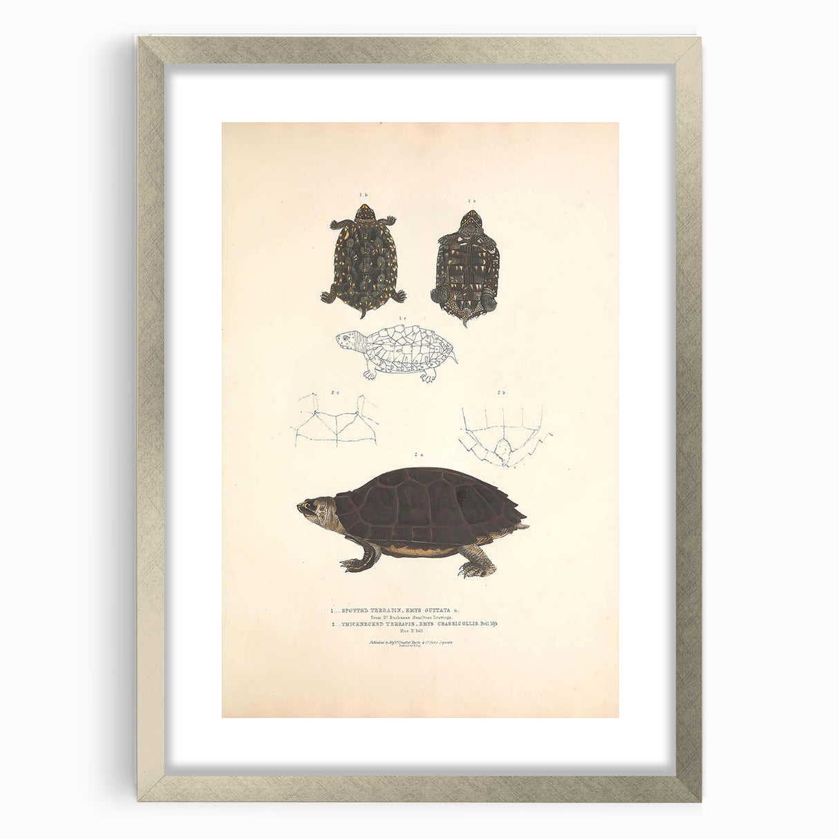 Vintage Animal Art – Spotted Terrapin Turtle Illustration Print