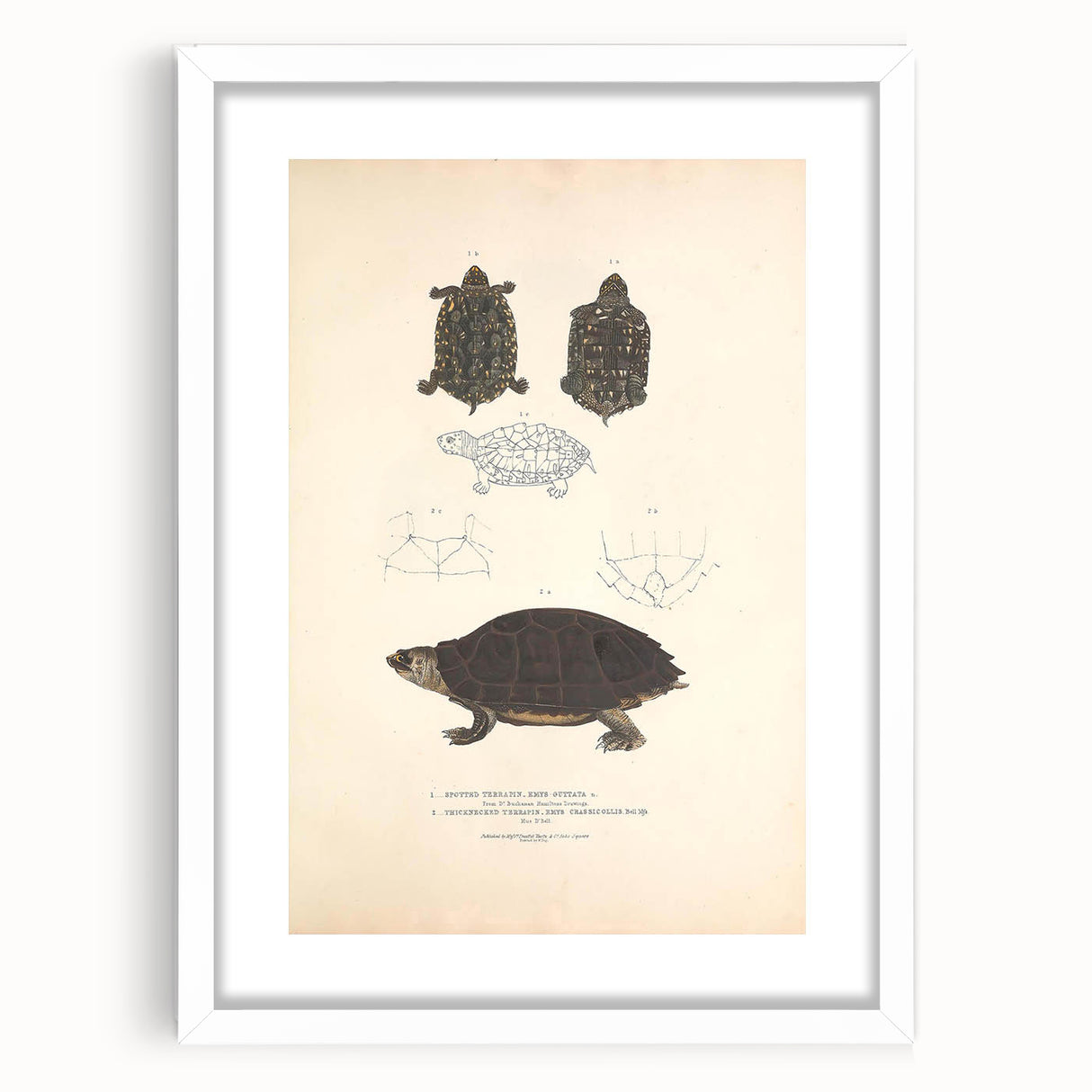 Vintage Animal Art – Spotted Terrapin Turtle Illustration Print