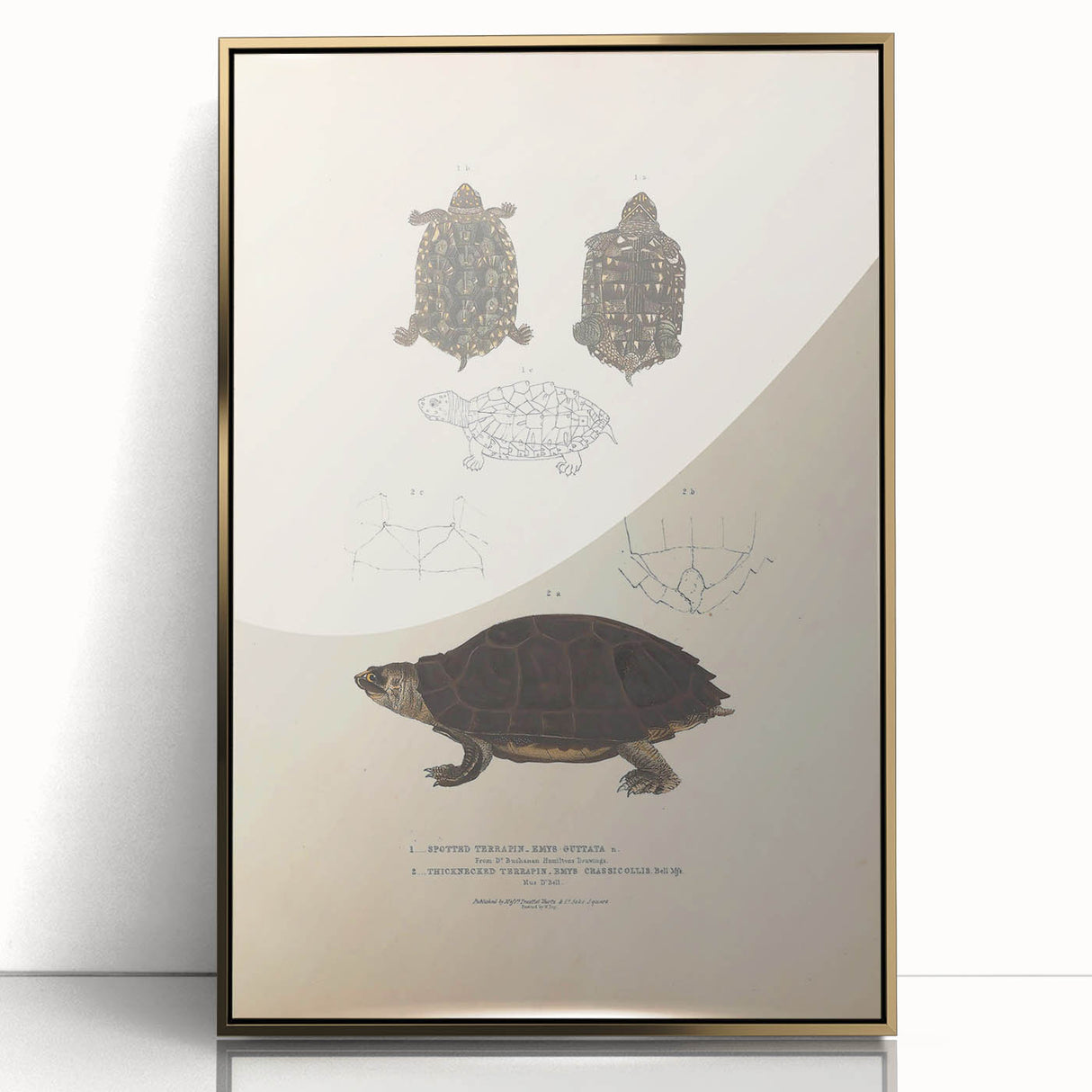 Vintage Animal Art – Spotted Terrapin Turtle Illustration Print