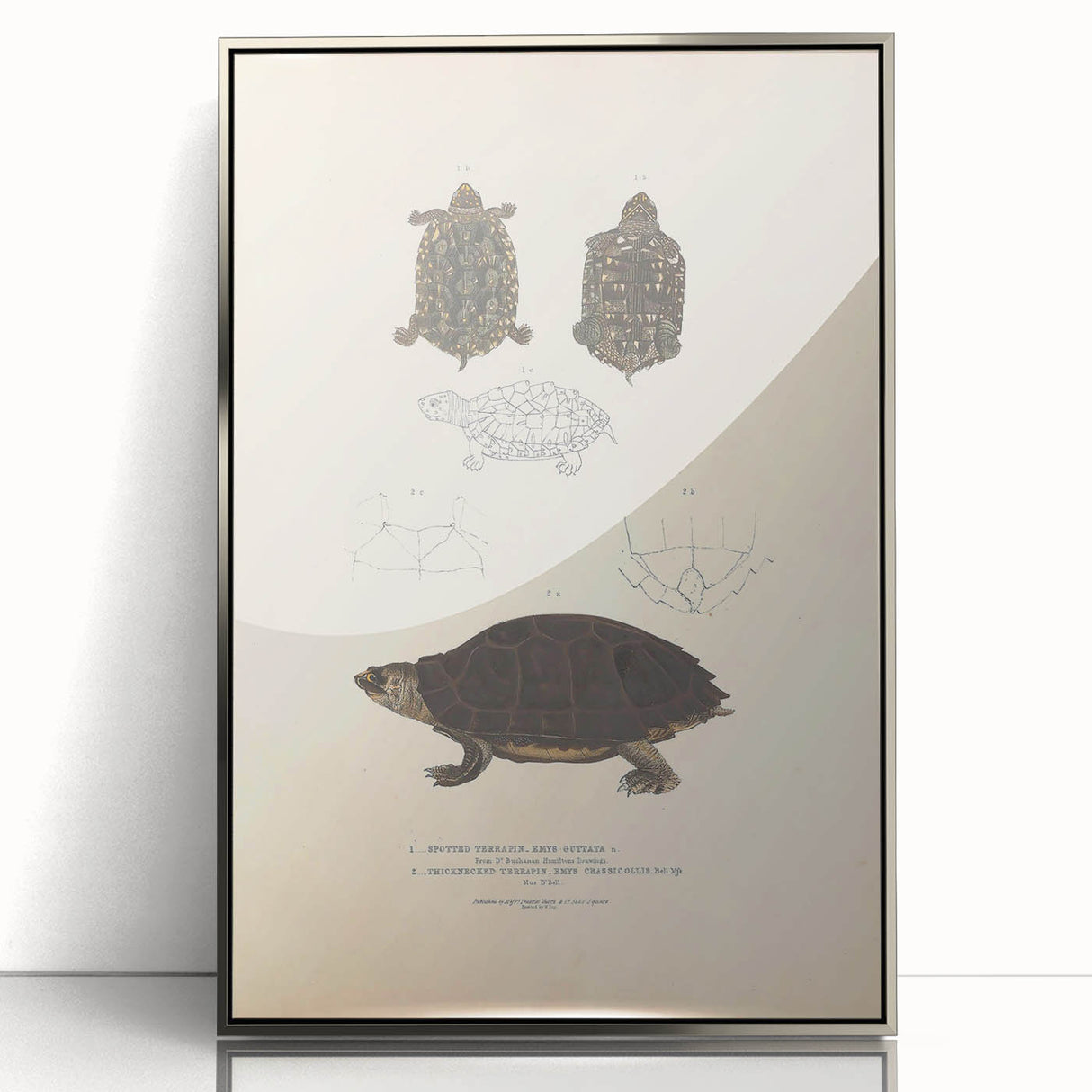 Vintage Animal Art – Spotted Terrapin Turtle Illustration Print