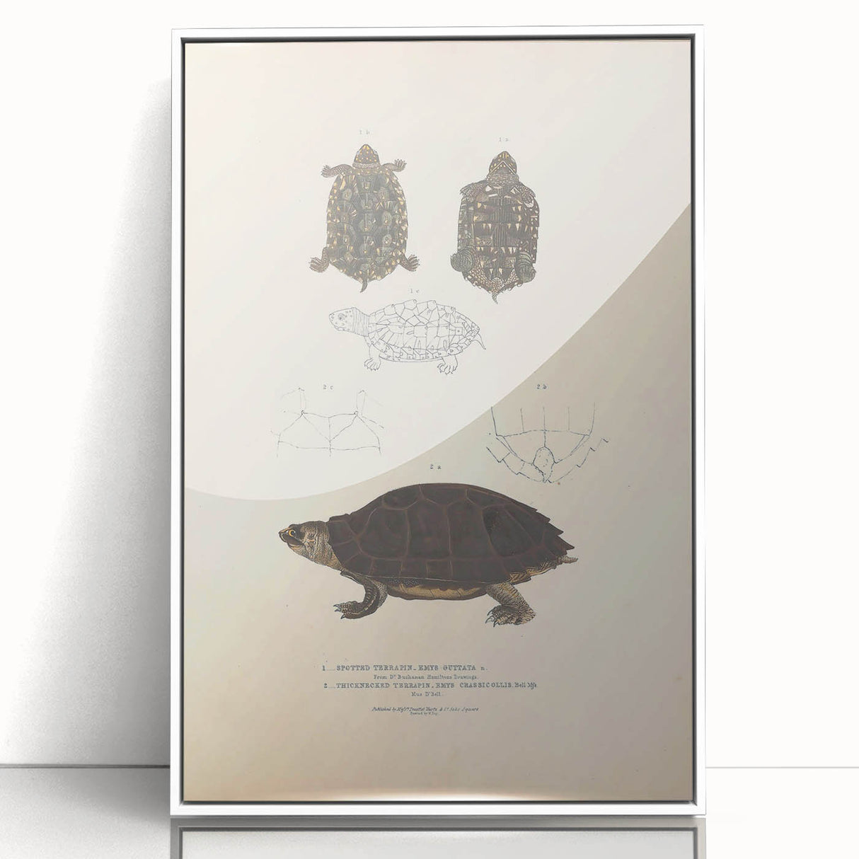 Vintage Animal Art – Spotted Terrapin Turtle Illustration Print