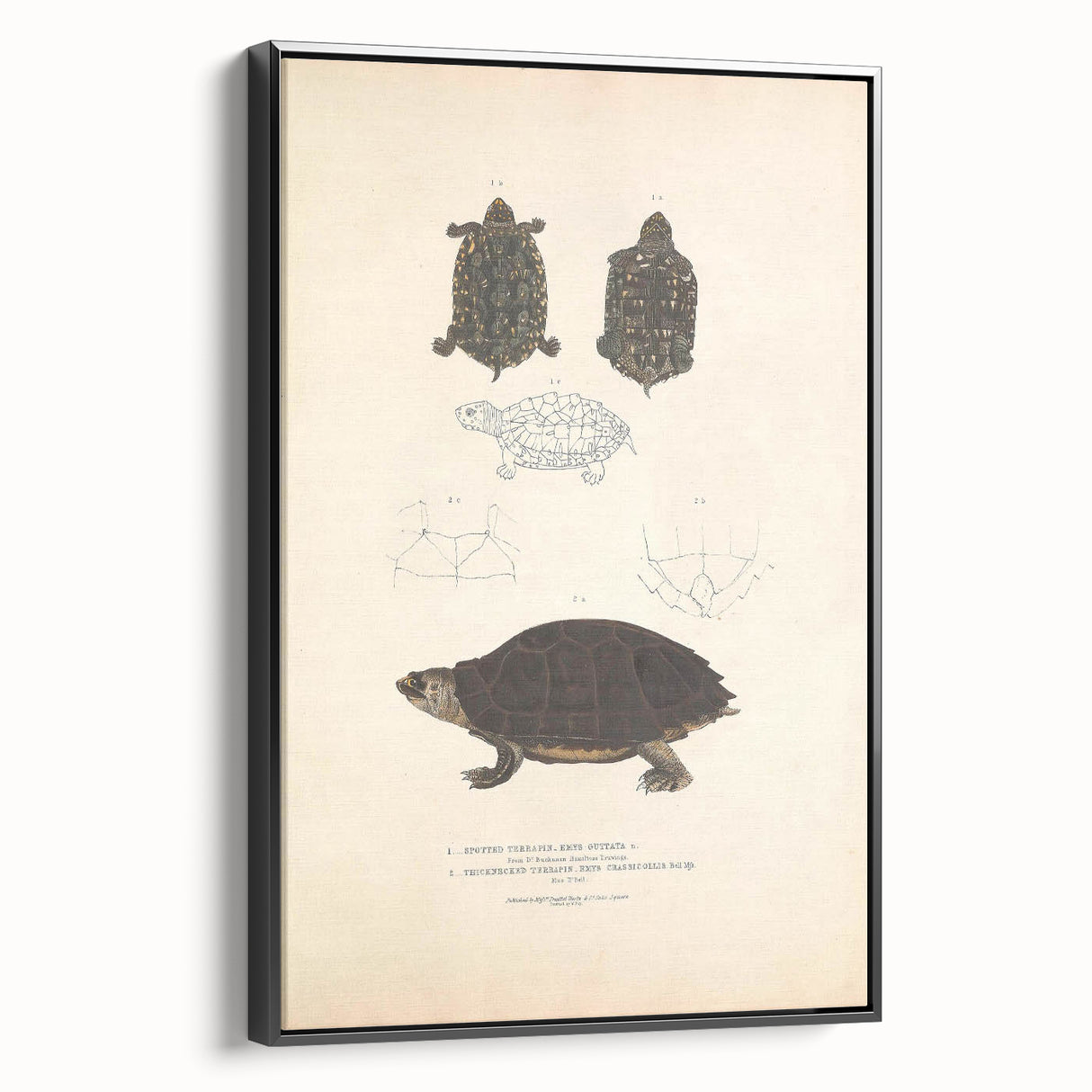 Vintage Animal Art – Spotted Terrapin Turtle Illustration Print