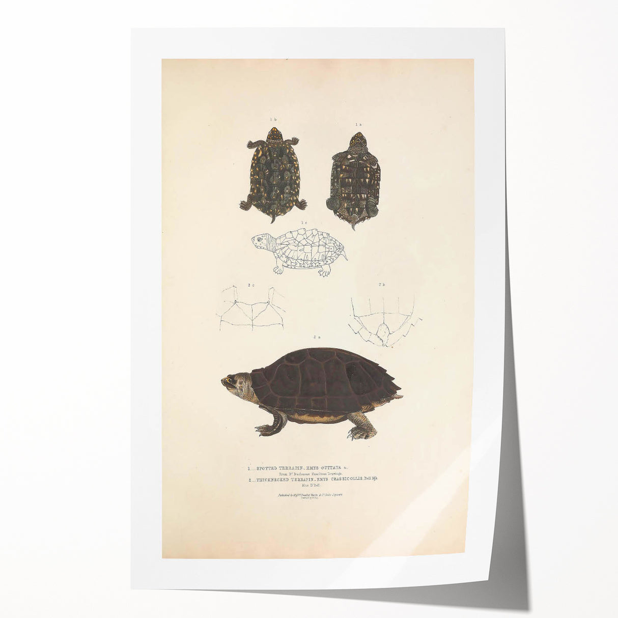 Vintage Animal Art – Spotted Terrapin Turtle Illustration Print