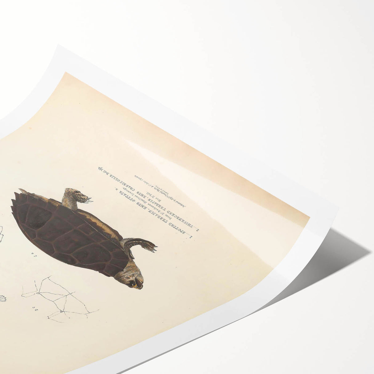 Vintage Animal Art – Spotted Terrapin Turtle Illustration Print