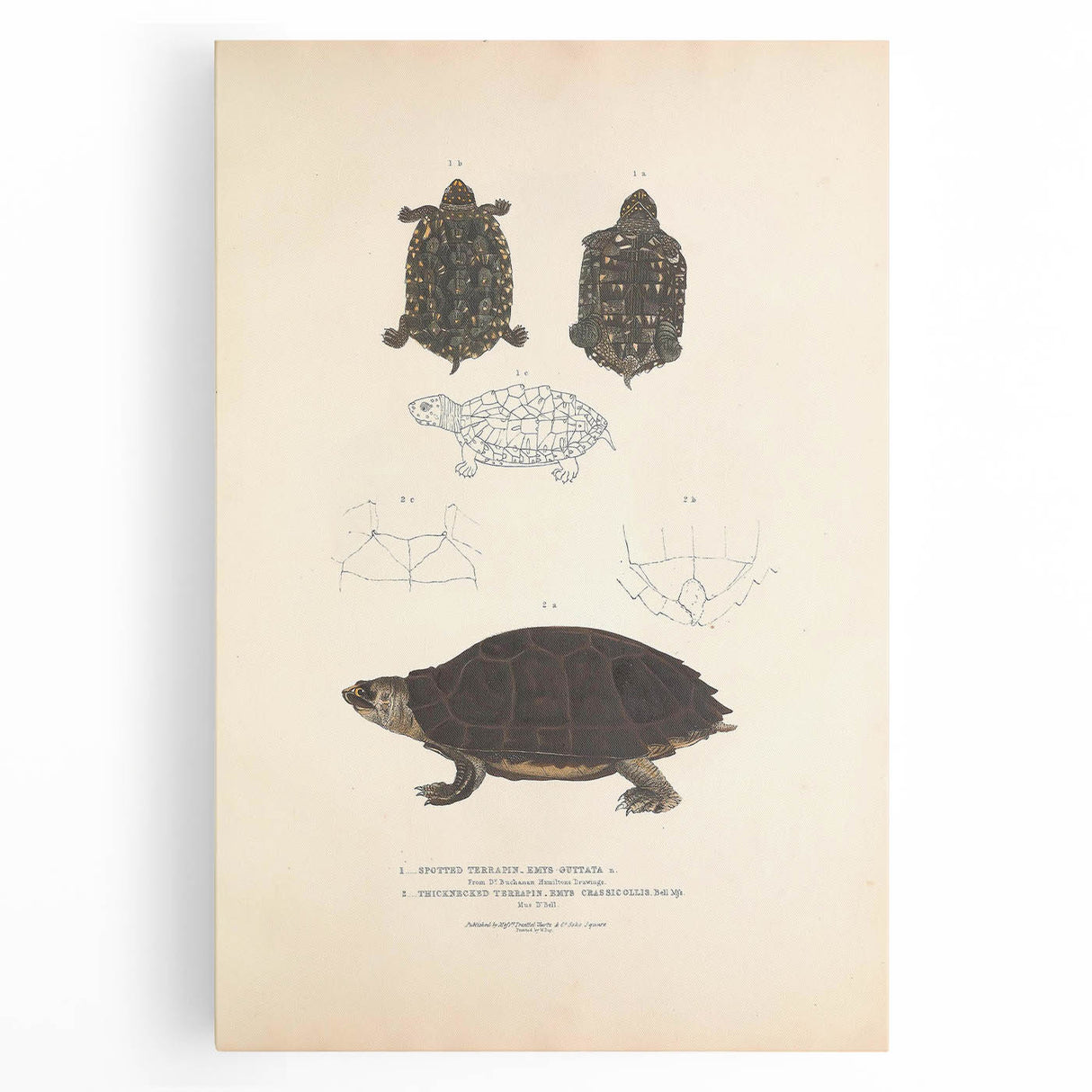 Vintage Animal Art – Spotted Terrapin Turtle Illustration Print