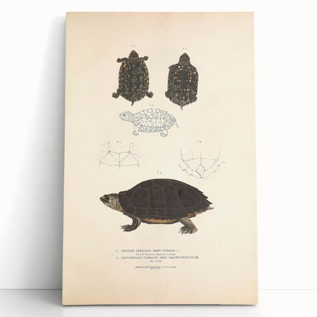 Vintage Animal Art – Spotted Terrapin Turtle Illustration Print