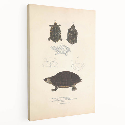 Vintage Animal Art – Spotted Terrapin Turtle Illustration Print