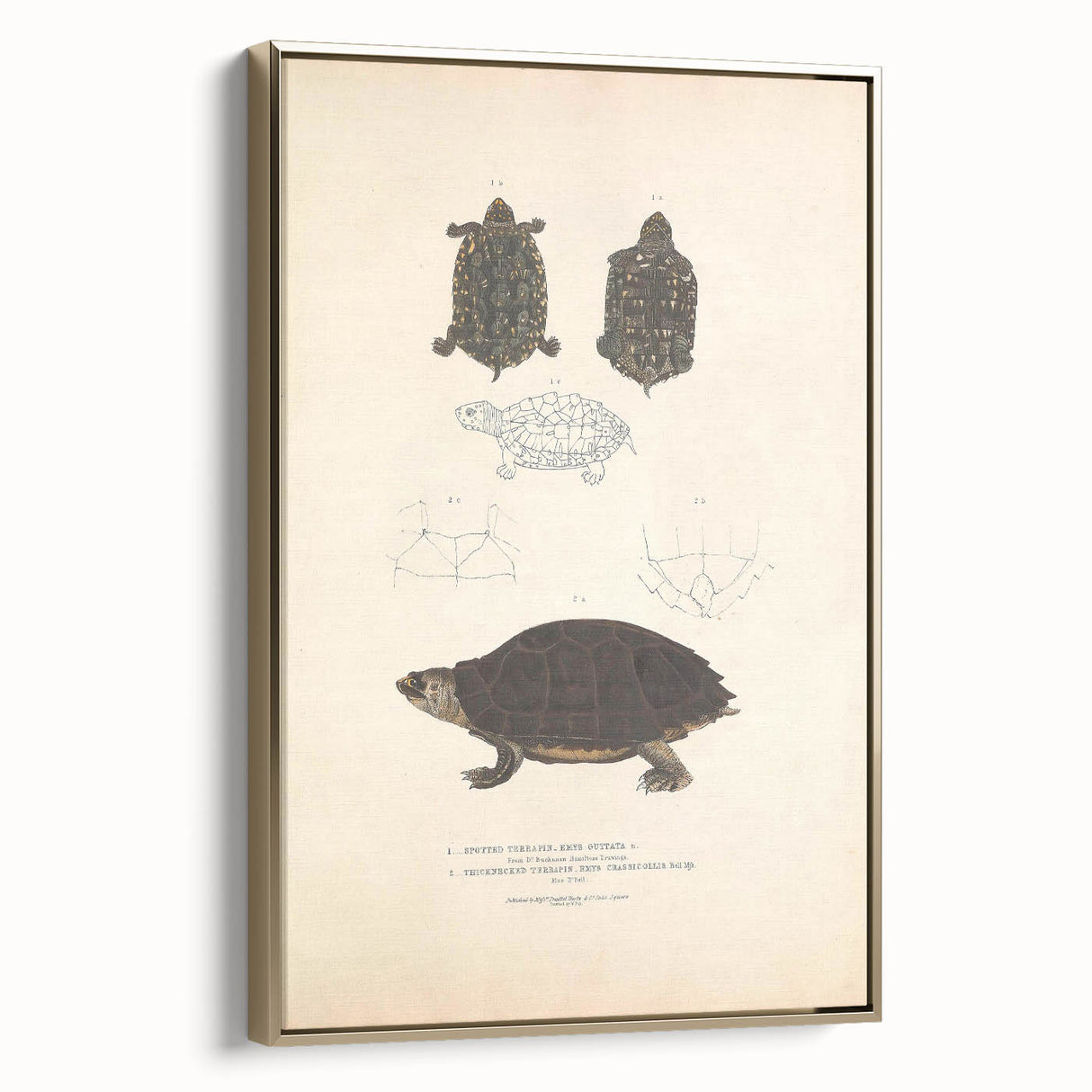 Vintage Animal Art – Spotted Terrapin Turtle Illustration Print