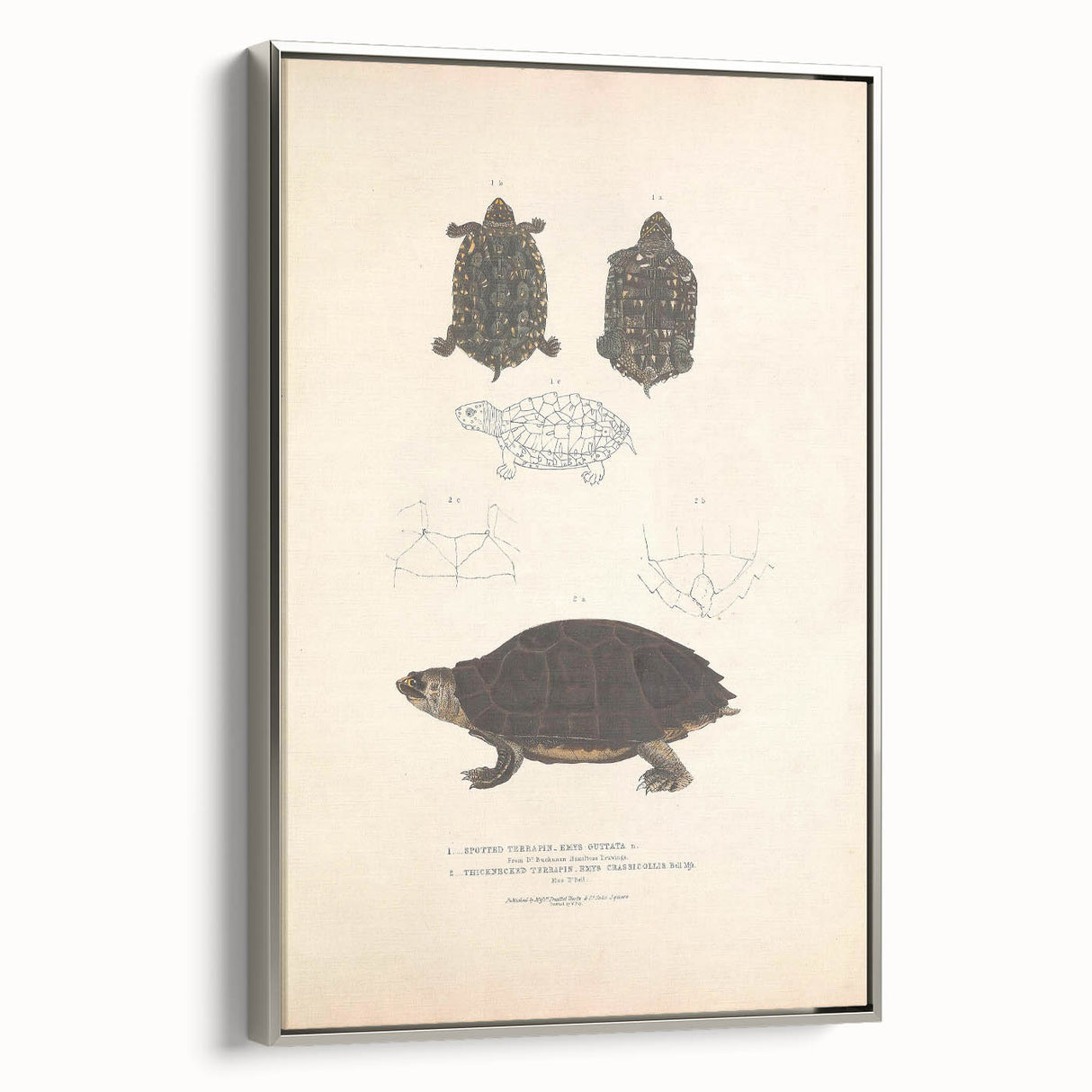 Vintage Animal Art – Spotted Terrapin Turtle Illustration Print