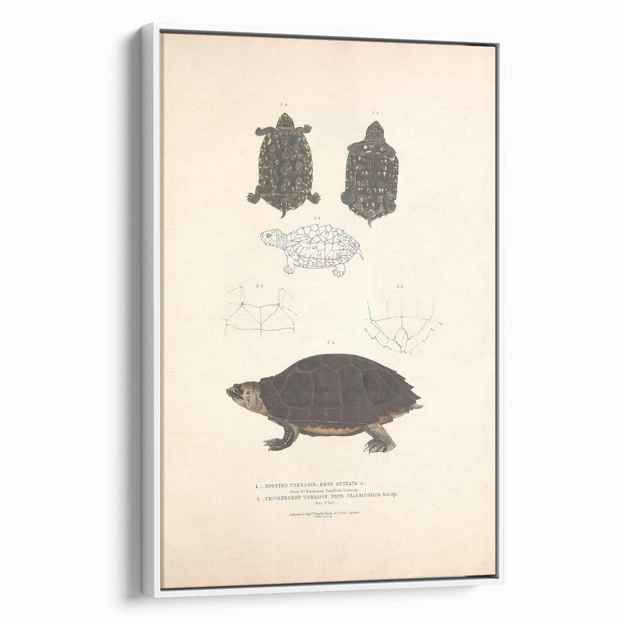 Vintage Animal Art – Spotted Terrapin Turtle Illustration Print