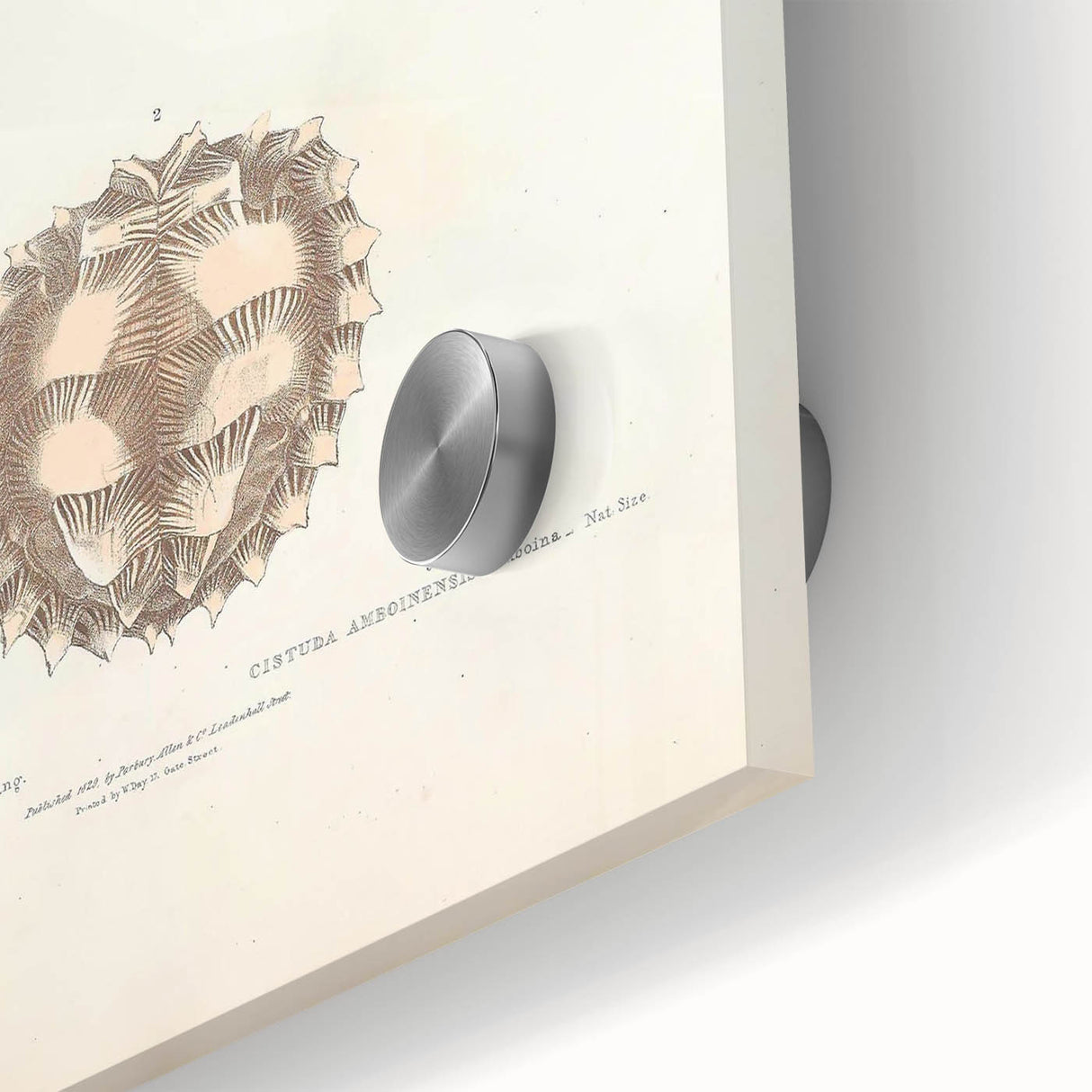 Vintage Animal Art – Spiny Turtle Illustration Wall Print