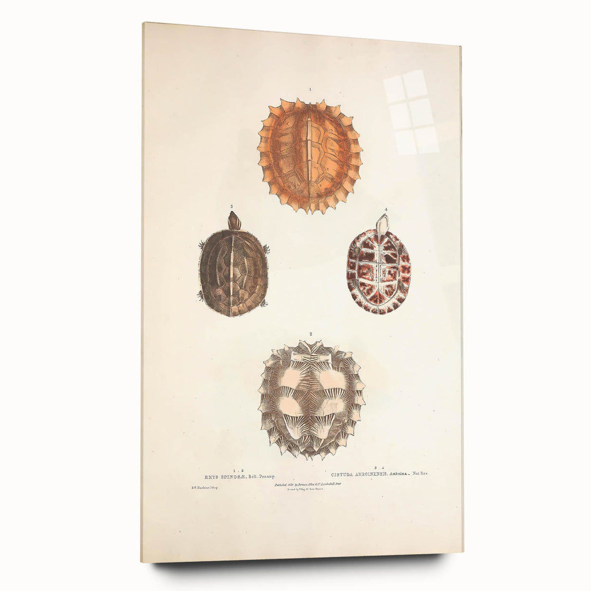 Vintage Animal Art – Spiny Turtle Illustration Wall Print