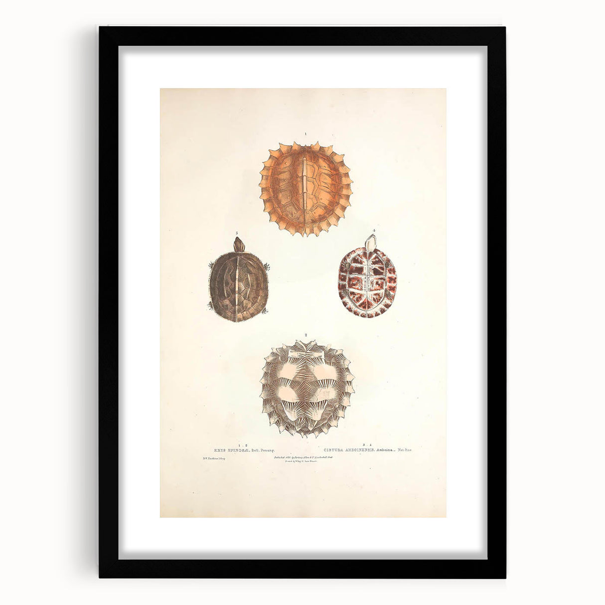 Vintage Animal Art – Spiny Turtle Illustration Wall Print