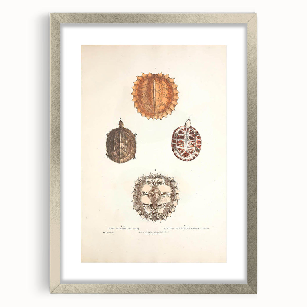 Vintage Animal Art – Spiny Turtle Illustration Wall Print