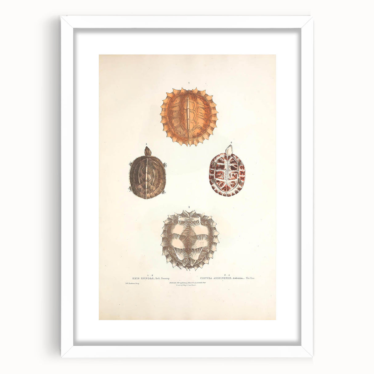 Vintage Animal Art – Spiny Turtle Illustration Wall Print