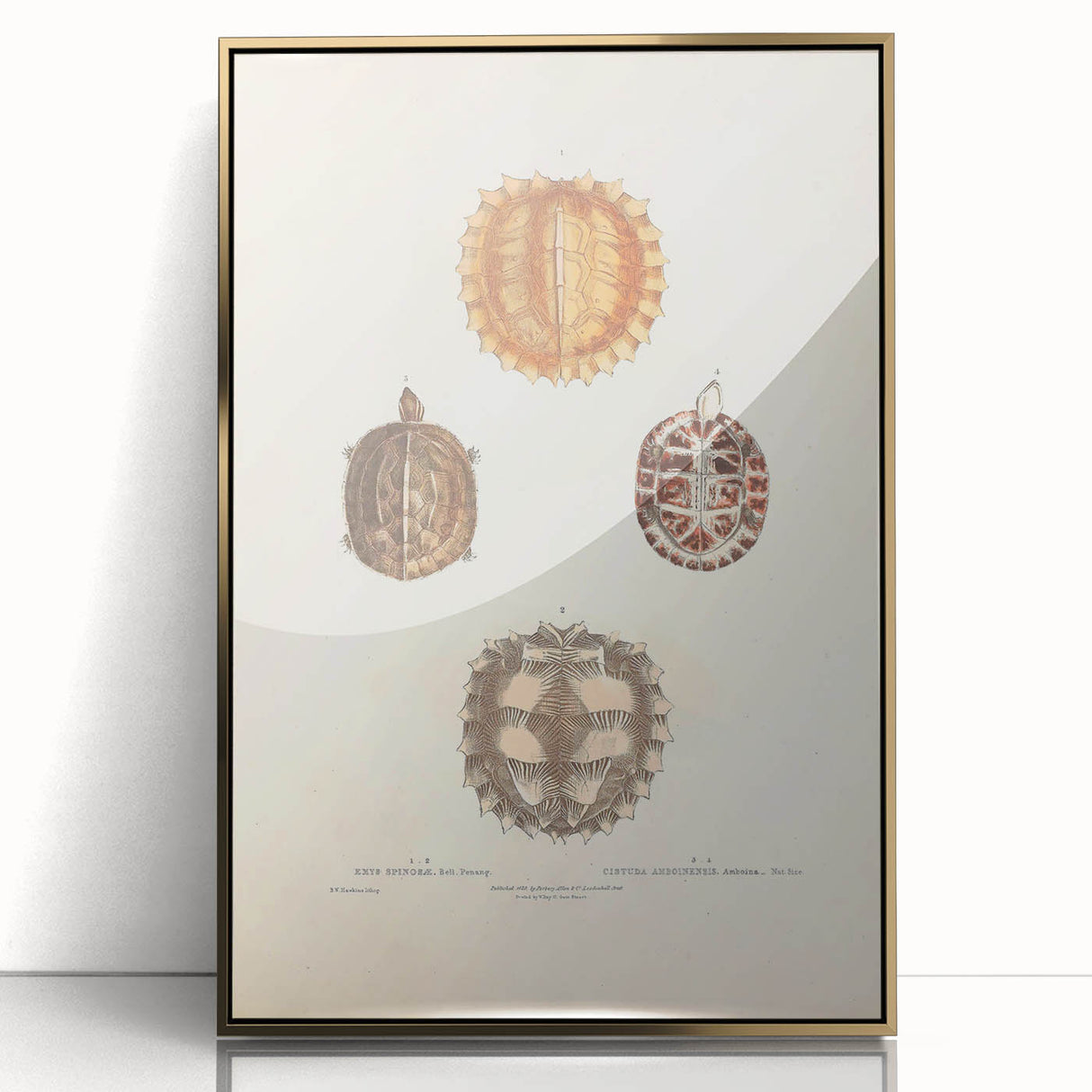 Vintage Animal Art – Spiny Turtle Illustration Wall Print