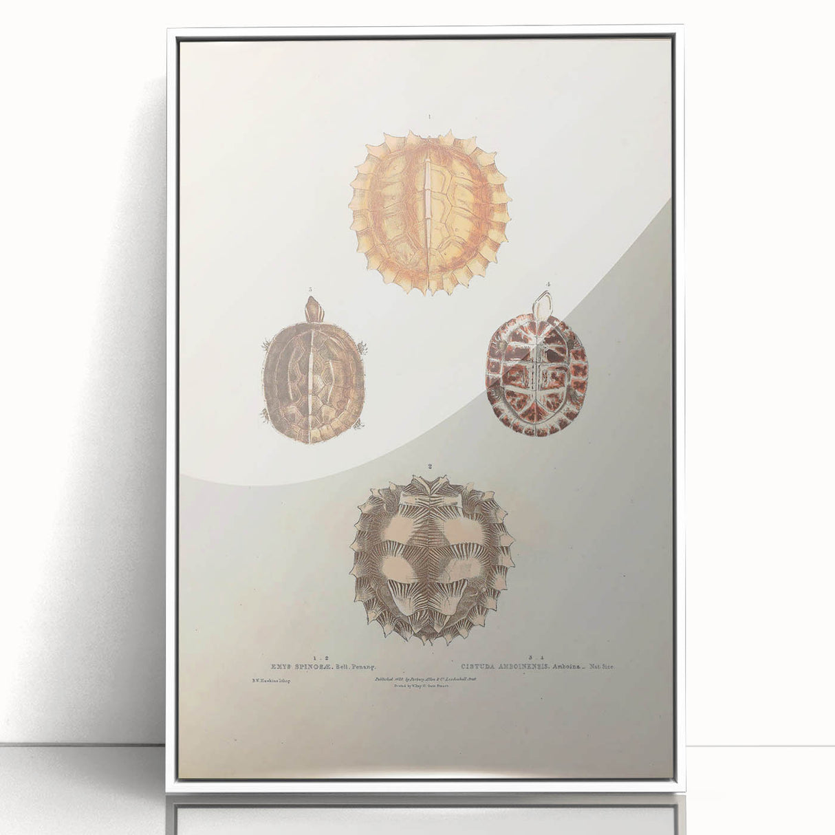 Vintage Animal Art – Spiny Turtle Illustration Wall Print