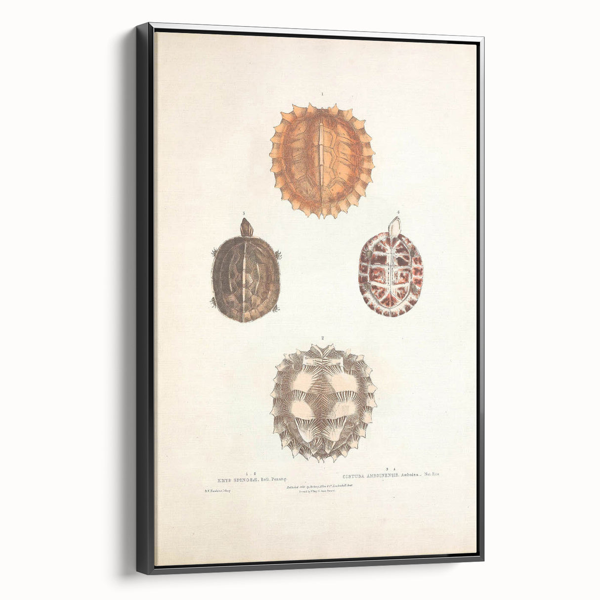 Vintage Animal Art – Spiny Turtle Illustration Wall Print