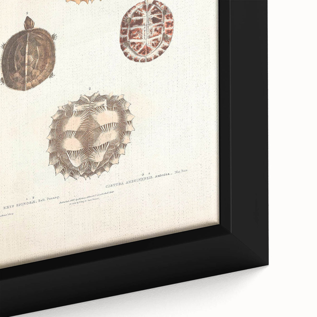 Vintage Animal Art – Spiny Turtle Illustration Wall Print