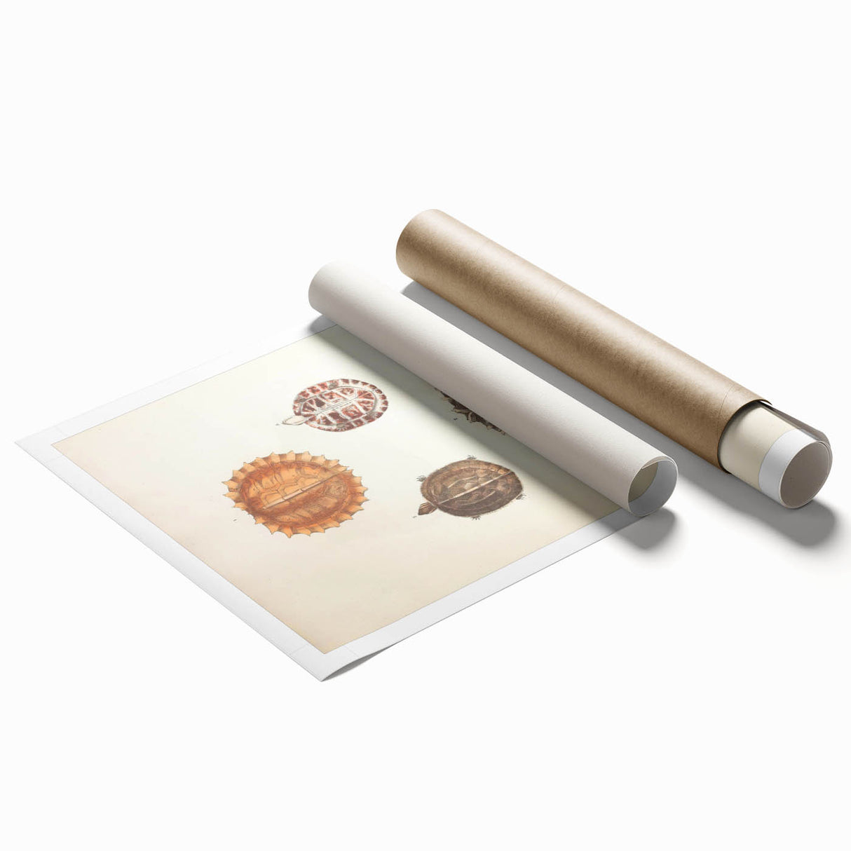 Vintage Animal Art – Spiny Turtle Illustration Wall Print