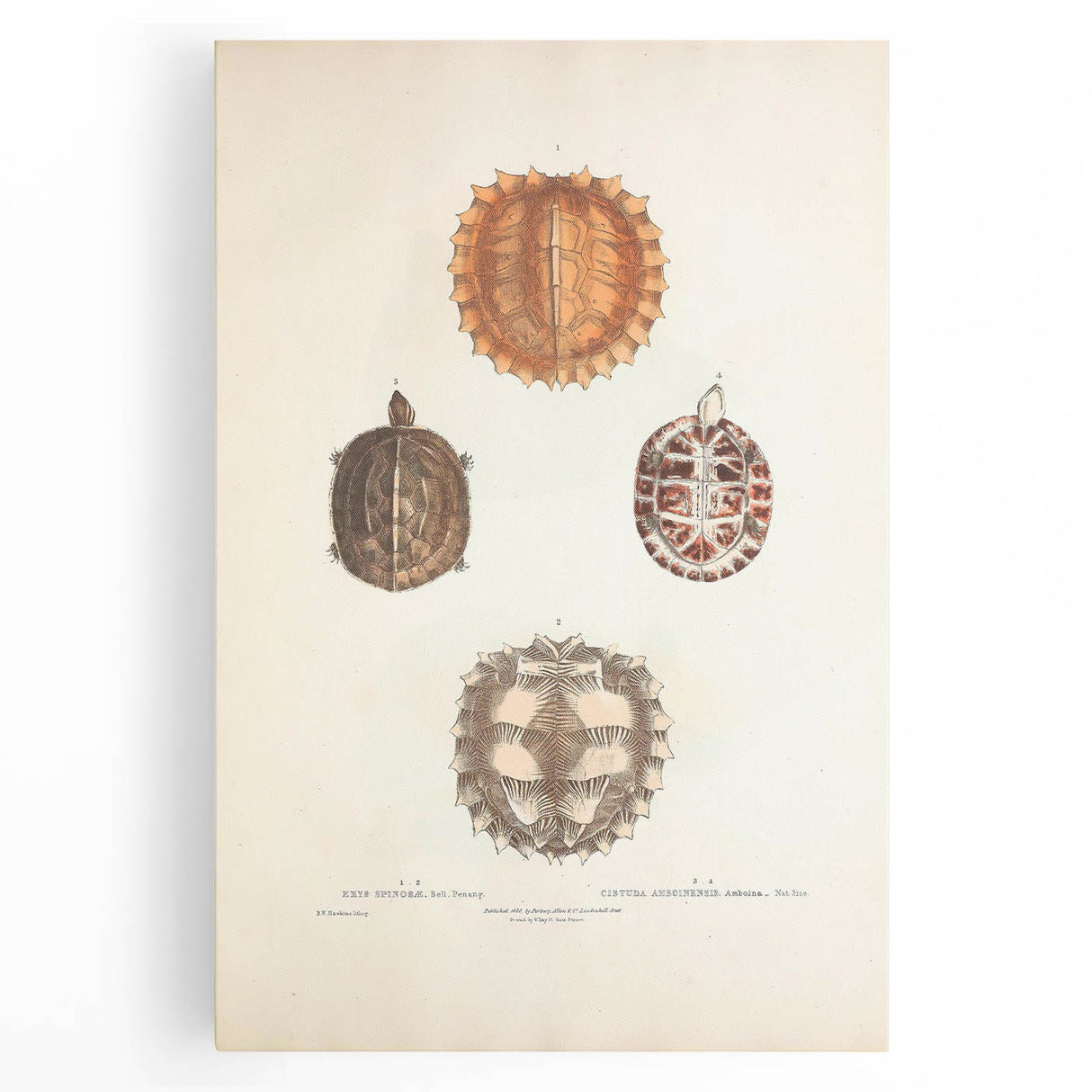 Vintage Animal Art – Spiny Turtle Illustration Wall Print