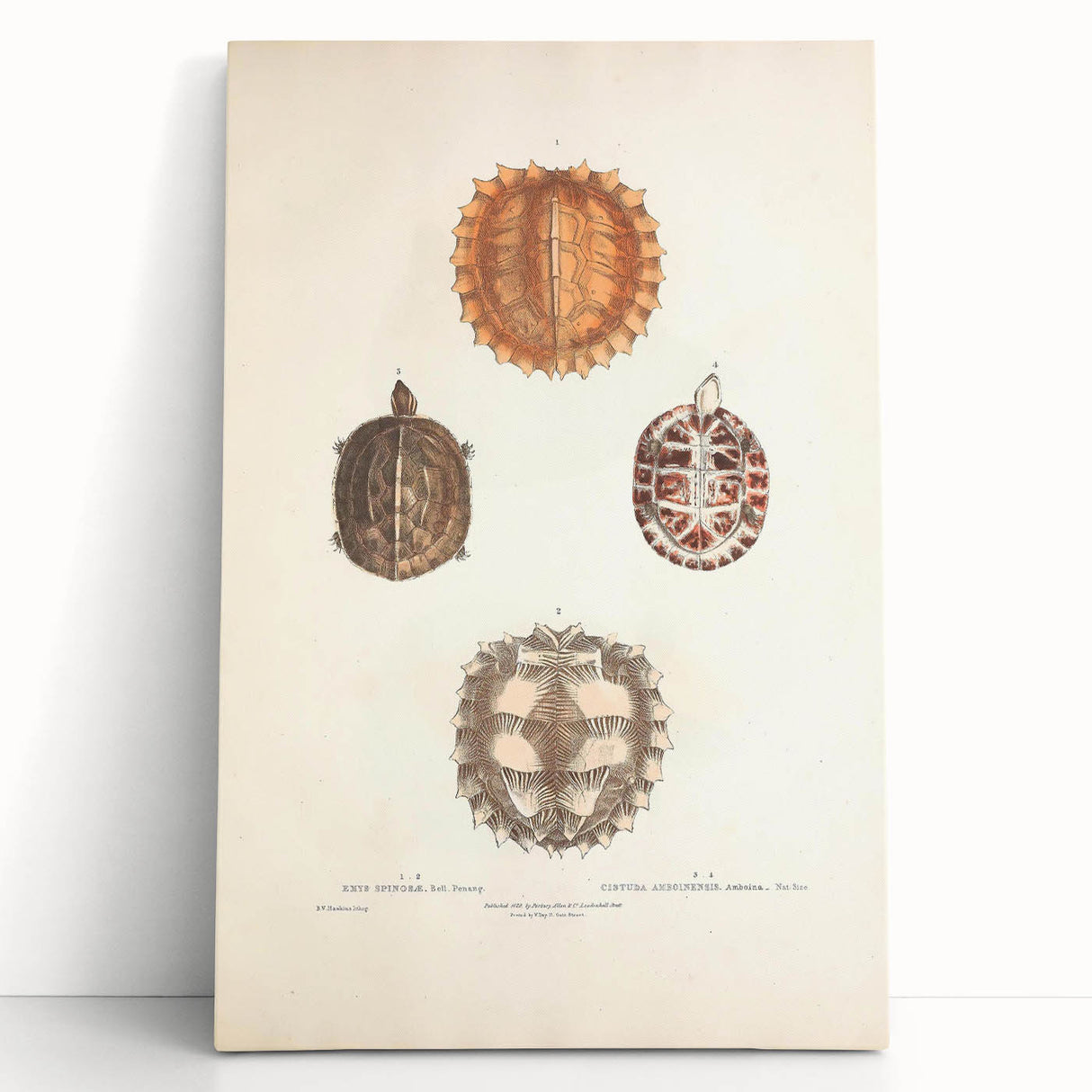 Vintage Animal Art – Spiny Turtle Illustration Wall Print